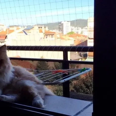 Gata-protegida