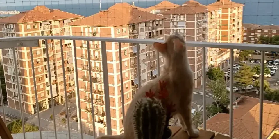 Redes de seguridad para gatos instaladas en balcón