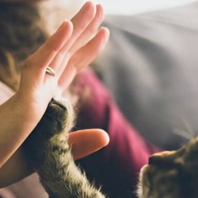 chica interactuando con su minino Familia feliz jugando con un gato recién adoptado