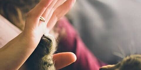 Familia feliz jugando con un gato recién adoptado