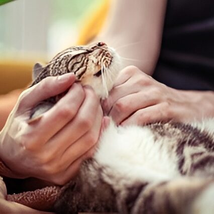 Gatito y su hua